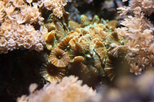Lysegrønne Skiveanemoner...
