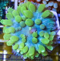 MushroomBluegreen-1.jpg