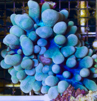 MushroomBlue.jpg