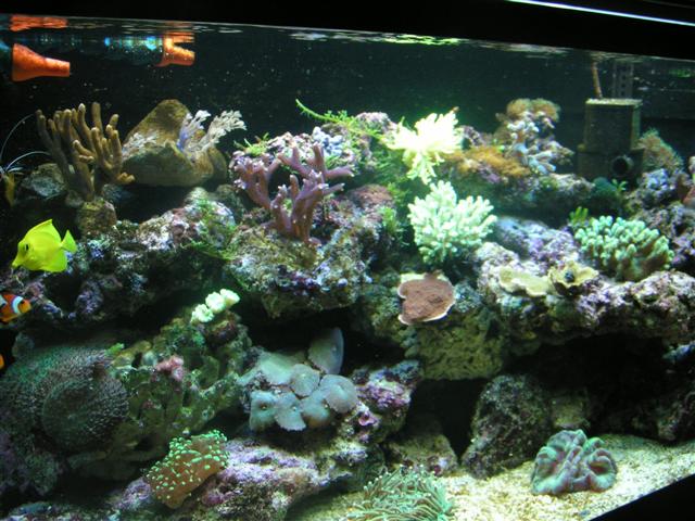 Billede 031 (Small).jpg