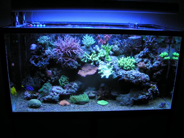 Billede 033 (Small).jpg