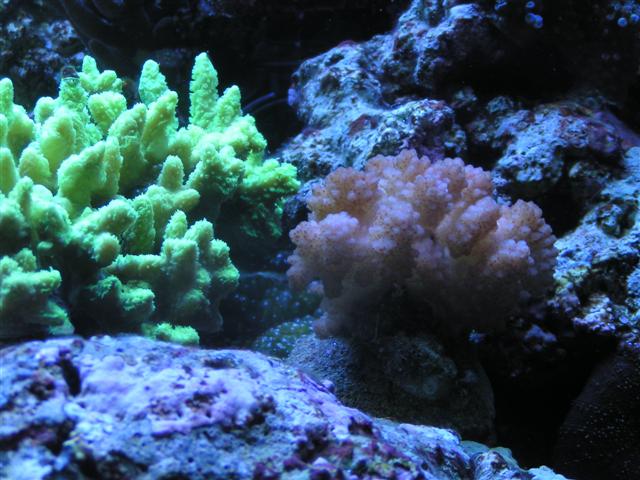 Billede 034 (Small).jpg