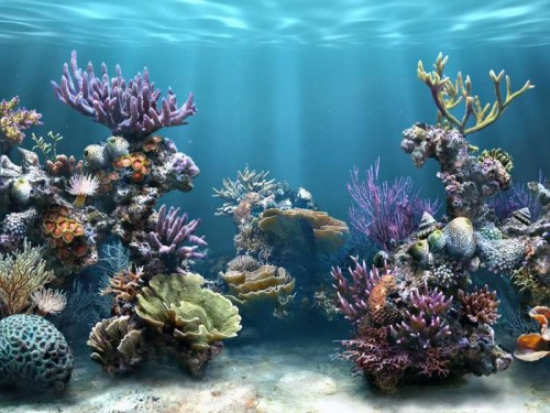SimAQUARIUM_Tank_4_107.jpg