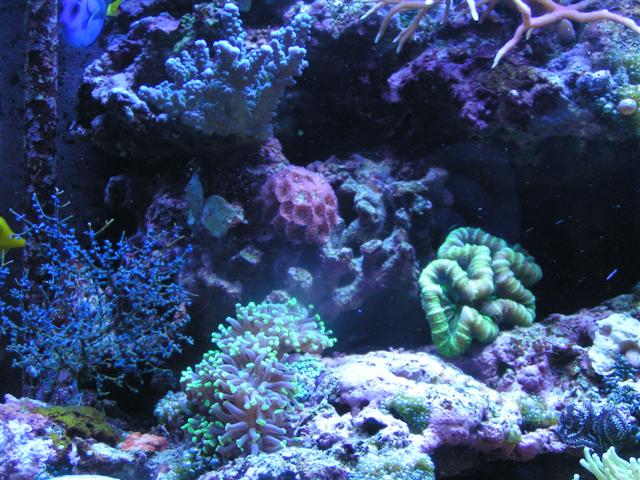 Billede 036 (Small).jpg