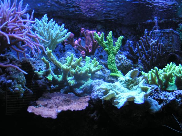 Billede 038 (Small).jpg