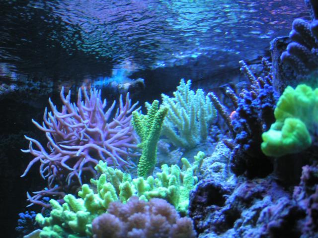 Billede 040 (Small).jpg