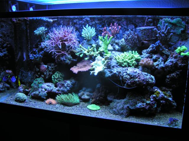 Billede 041 (Small).jpg