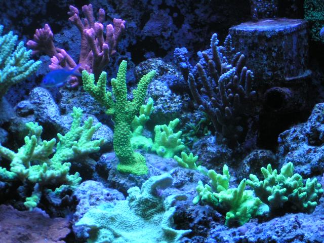 Billede 049 (Small).jpg