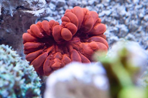 120811 Eget akvarium (12 of 17).jpg