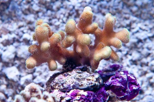 120811 Eget akvarium (6 of 17).jpg