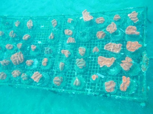 borrd med farmed koraller, Java