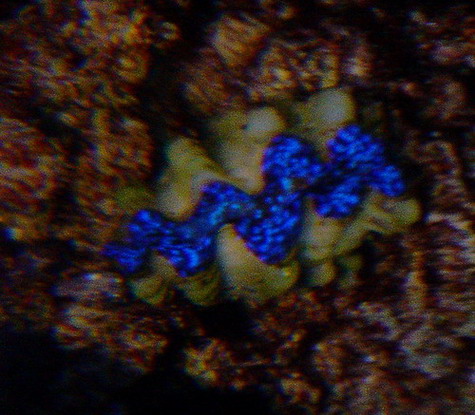 Tridacna maxima
