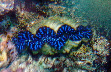 Tridacna maxima
