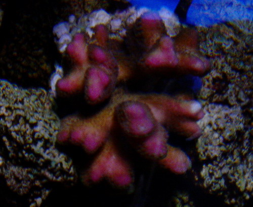 Stylophora pistillata