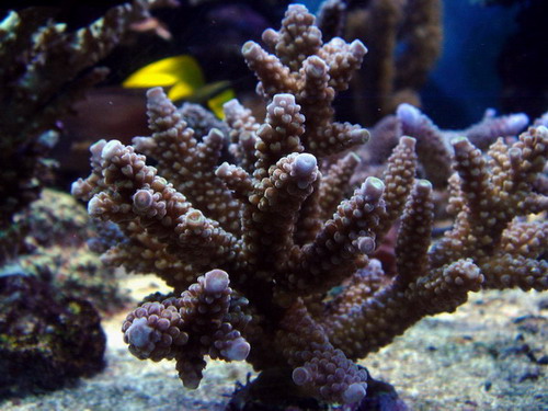 Acropora sp.