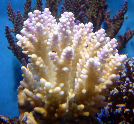 Acropora sp (sandsynligvis valida)