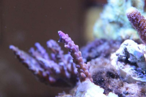 Billede 017_1024x682.jpg