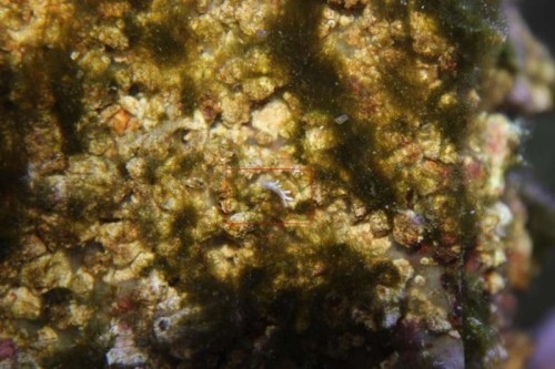 Montipora spisenede snegl