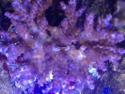Krabbe i acropora