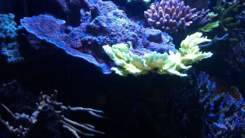 Rød Millepora midt imellem Montier og pavona og orgelkoral