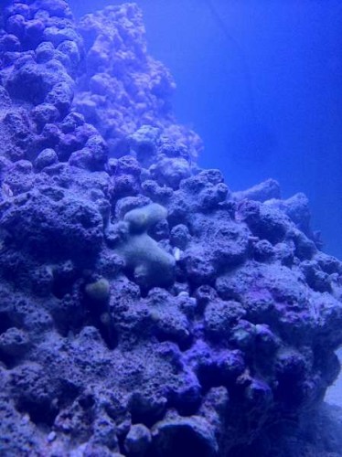 Photo 28-08-12 19.27.48.jpg (36.74 KiB) Vist 417 gange Det er den grønne klat midt i billedet