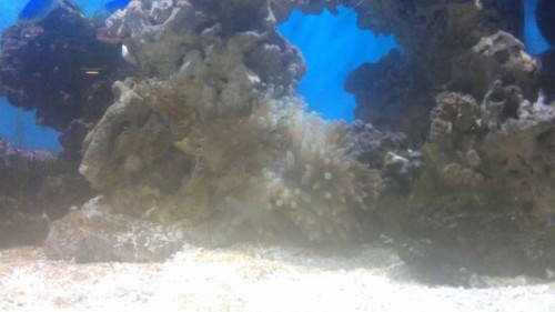 Anemone