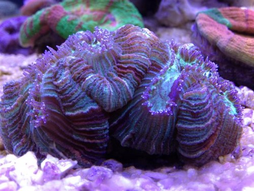 Trachyphyllia.jpg