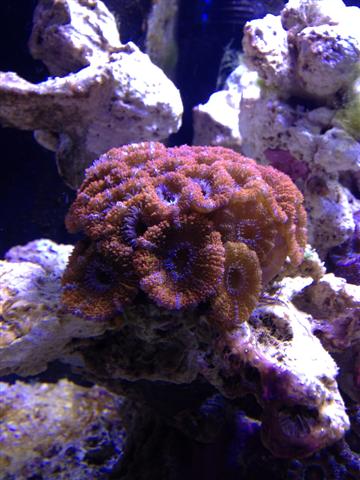 Acan lord.jpg