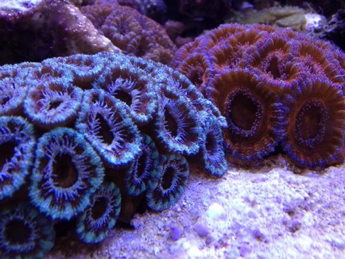 Acan lord2.jpg