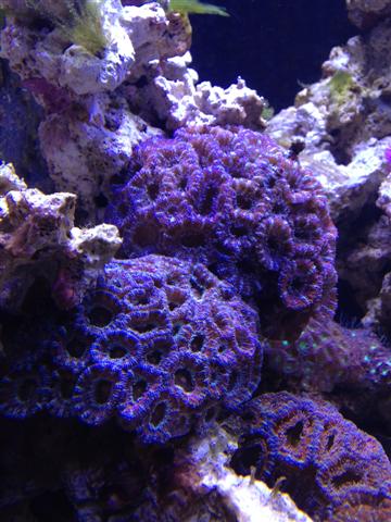 Acan lord3.jpg