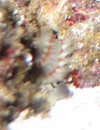 fireworm-1.jpg