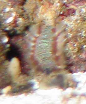 fireworm-3.jpg