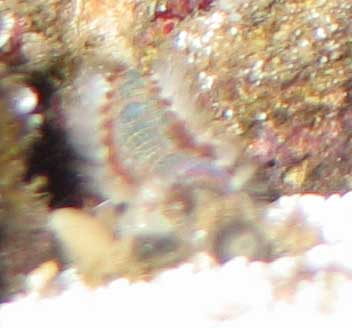 fireworm-4.jpg