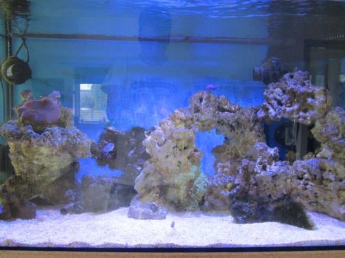 Maxspect Razor 160w på 50/50
