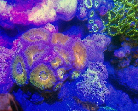 blandet acan blue.jpg