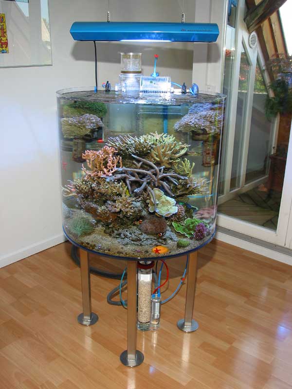 6832German_reef_CALFO.jpg