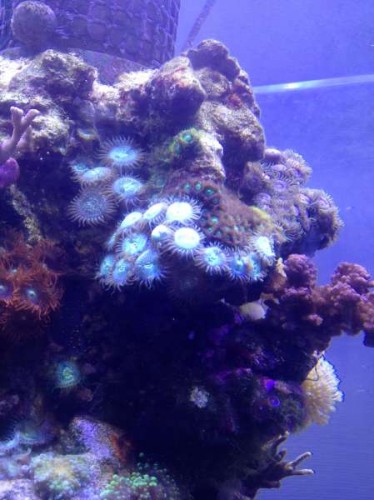 Uge 46 (5).JPG (34.48 KiB) Vist 1484 gange Lidt Zoa's mv.