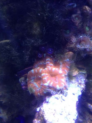 Uge 46 (10).JPG (27.02 KiB) Vist 1484 gange Acanstrea