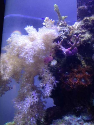 Uge 46 (6).JPG (30.73 KiB) Vist 1484 gange Capnella