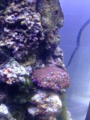 Uge 46 (8).JPG (37.03 KiB) Vist 1484 gange Favia