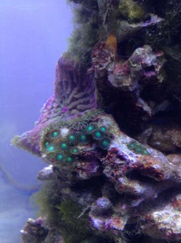Anemone og Zoa's