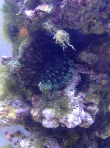 Uge 46 (12).JPG (34.84 KiB) Vist 1605 gange Anemone II