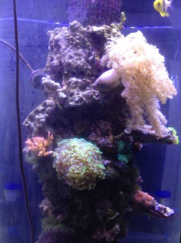 Uge 46 (14).JPG (31.67 KiB) Vist 1484 gange Euphyllia