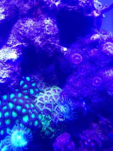 Crazy colors II