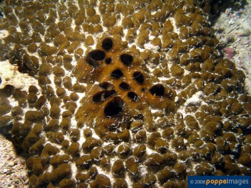 Spirastrella vagabunda.jpg