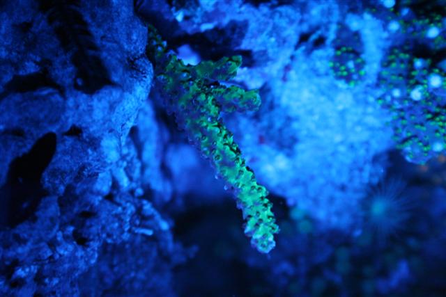 Acropora Stübers (Small).JPG