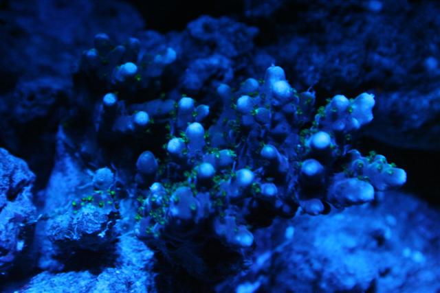 acropora (Small).JPG