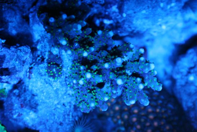acropora1 (Small).JPG