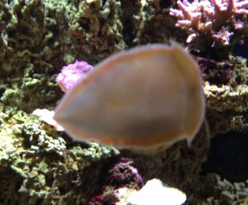 Snegl 002.jpg