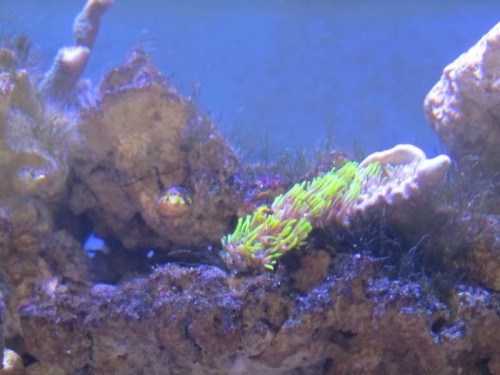Clavularia viridis